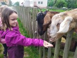 Hruštička na farmě Bláto