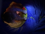 Obrázek v galerii