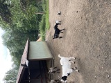 Obrázek v galerii